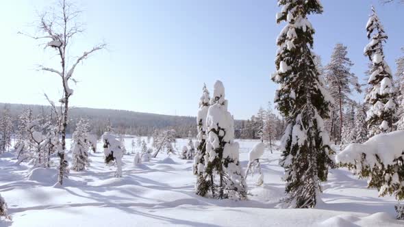 Panorama a Sunny Winter Forest