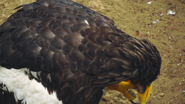 Steller's Sea Eagle