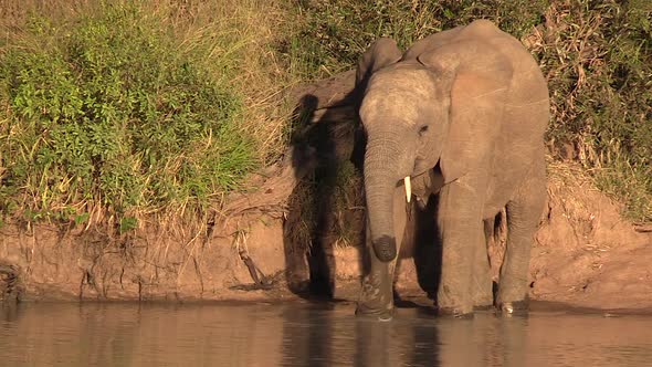 An elephant stands in a shallow waterhole in Africa while drinking using its prehensile trunk.