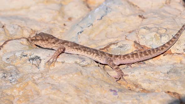 Close Up Cute Small Evenfingered Gecko or Alsophylax Pipiens