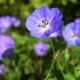 Background Of Blue Flowers - VideoHive Item for Sale