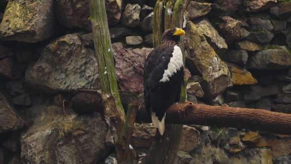 Steller's Sea Eagle