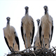 Four Storks In The Nest - VideoHive Item for Sale