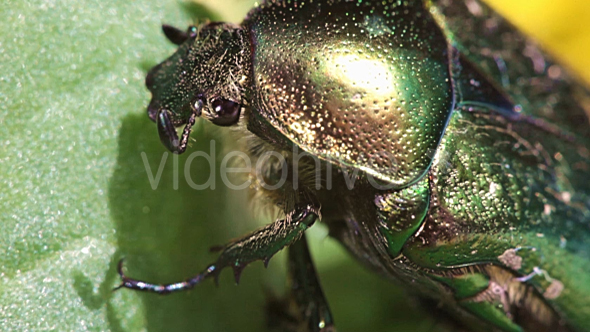 Chafer Golden Cockchafer Maybug