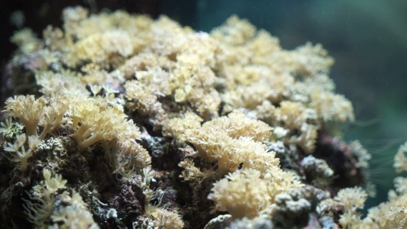 Sea Corals At The Bottom