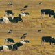 Cows in Field - VideoHive Item for Sale
