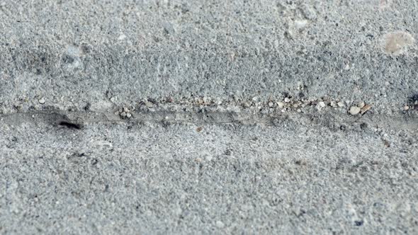 Black Ants Crawling on Ant Trail
