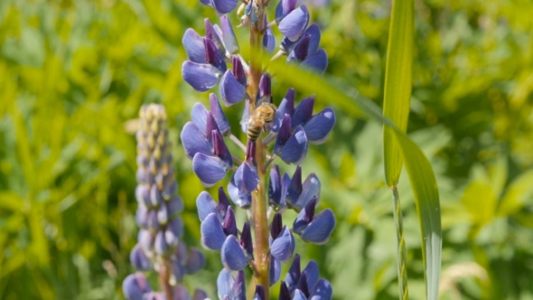 Bee Collects Honey From Lupine