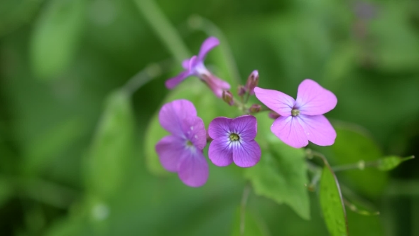 Lunaria. Purple Honesty Flowers On Blurred Green Background