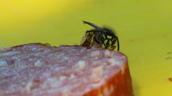 Wasp Eating a Sausage 8