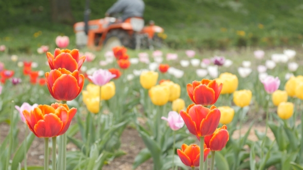 Tulips With Tractor. Day