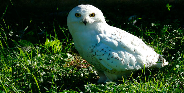 Arctic Owl