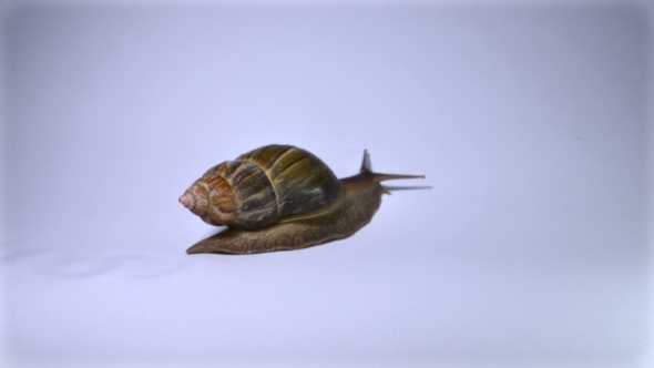 Snail On a White Background