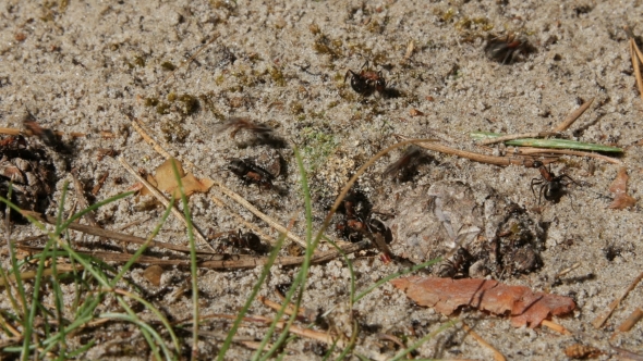  Shot Of Small Ants