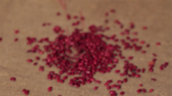 Red Beans Spilling On Burlap. Harvesting