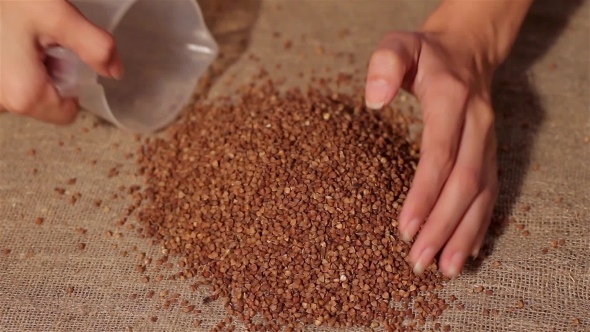 Buckwheat Gathering On Burlap. Harvesting. Gathering Hands