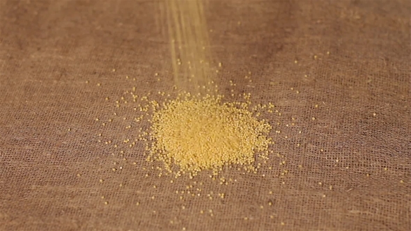 Wheat Spilling On Burlap. Harvesting.