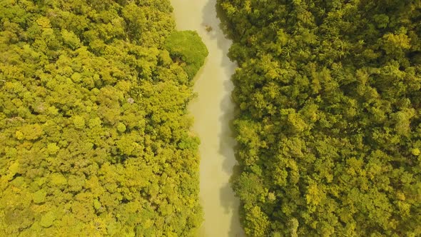 River in Rainforest Philippines, Bohol