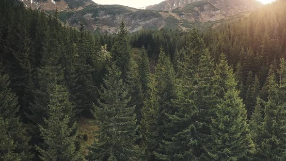 Closeup Sun Over Pine Trees Forest at Mountain Aerial