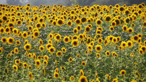 Sunflowers In The Field