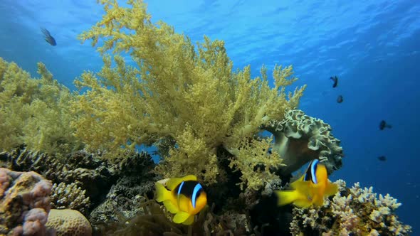 Underwater Clown Fish