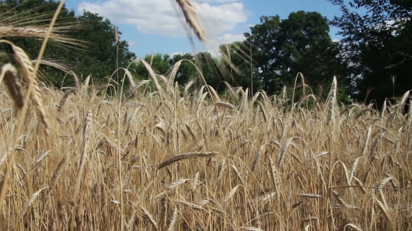 Wheat Field And Spikelets