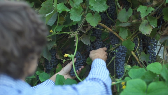 Adult Man Harvesting Grapes In The Vineyard