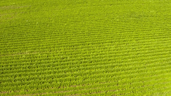 Flight Above Agriculture Fields