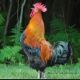 Rooster Sound Effect