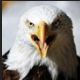 Eagle Scream