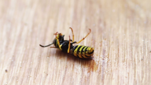 Dying Wasp On The Floor