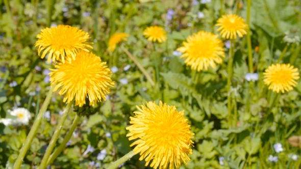 Yellow Dandelions  Shot.