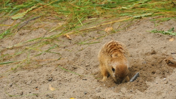 Meerkats Digging In The Sand