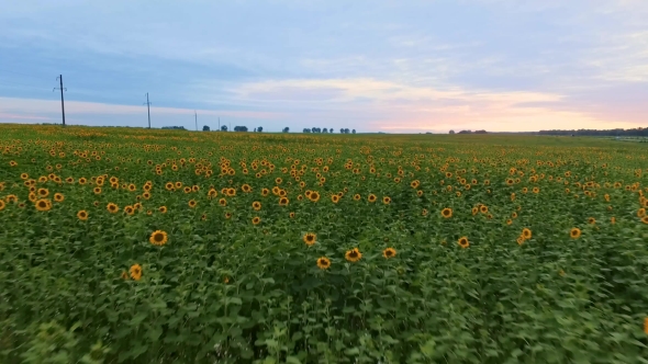 The Flight Over a Field Of Sunflowers