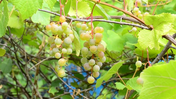 Ripe Wine Grapes In Summer Or Autumn