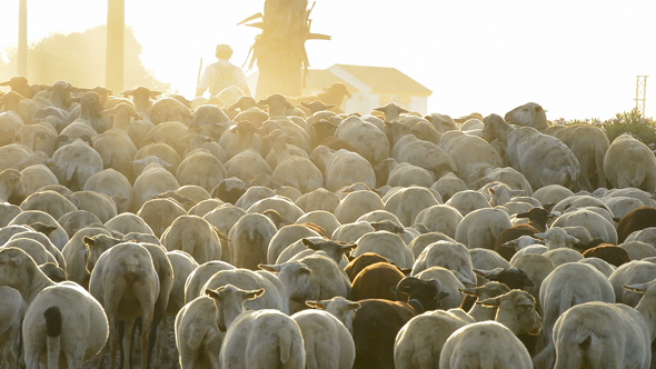 Flock of Sheeps Walking at Sunset