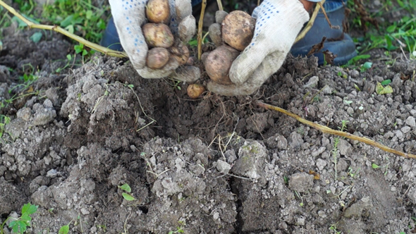 Digging Up Potatoes