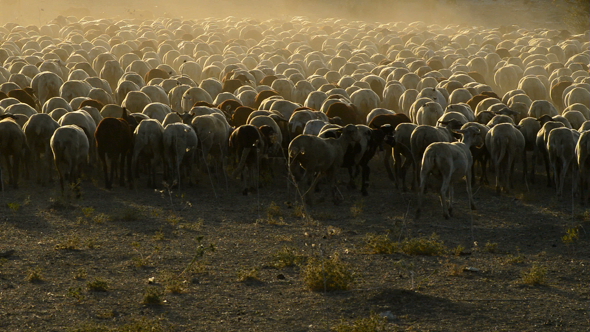 Sheeps Walking at Sunset