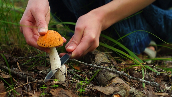 Collecting Mushrooms in Forest