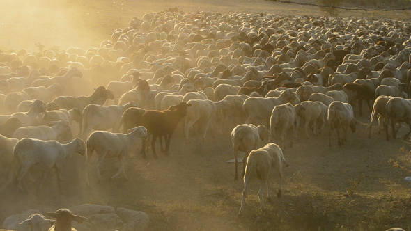 Cattle Sheep Walking Away at Sunset