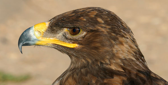 Sharp Eagle