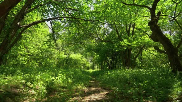 Fabulous green forest