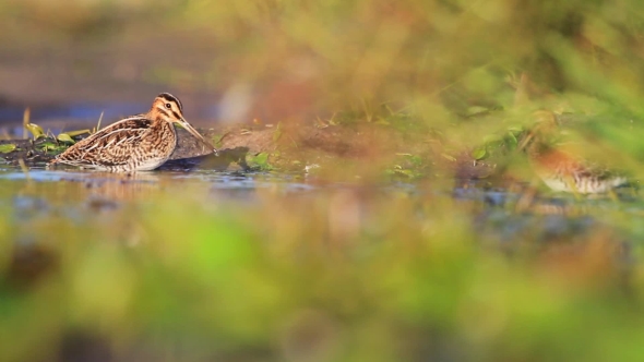 Two Snipe Wash In The Lake
