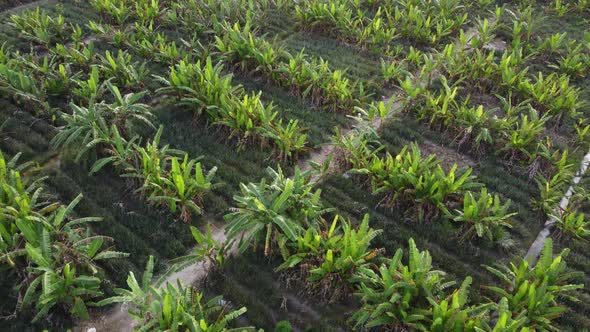 Landscape view of banana farm