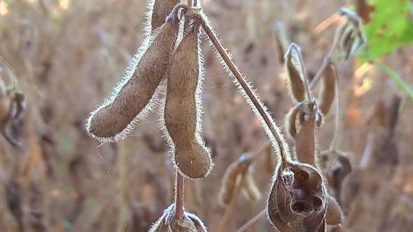 Soybeans Ready For Harvest, Soy Bean