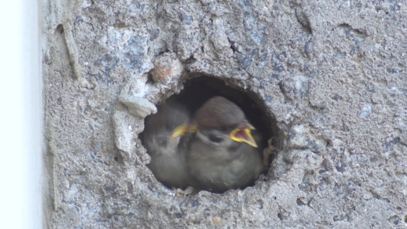 Baby Sparrows In The Nest