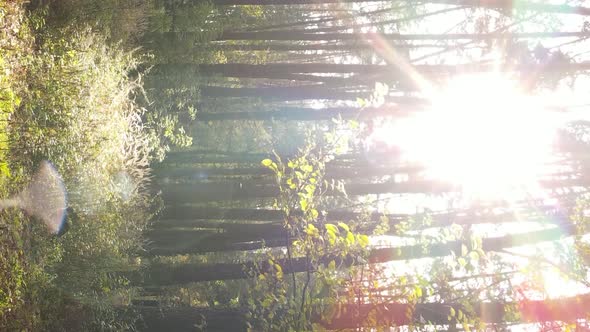 Vertical Video of Forest Landscape in Autumn Slow Motion