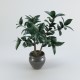 Ficus plant in a pot  - 3DOcean Item for Sale