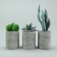 Cactus potted plants - 3DOcean Item for Sale
