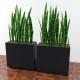 Plants sansevieria in a pot  - 3DOcean Item for Sale
